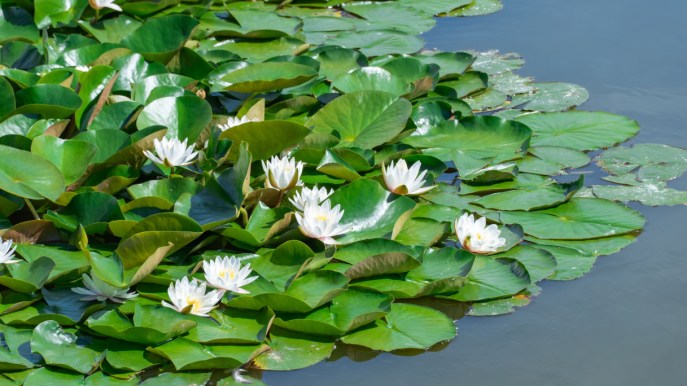 Piante galleggianti: quali scegliere per la propria casa