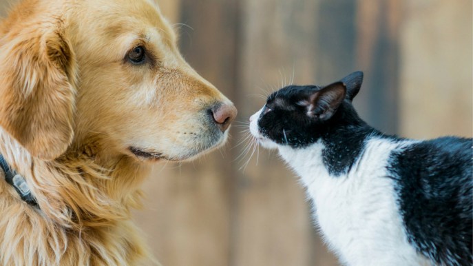 Regali per amici a 4 zampe: i più originali