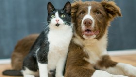 Regali per amici a 4 zampe: i più utili