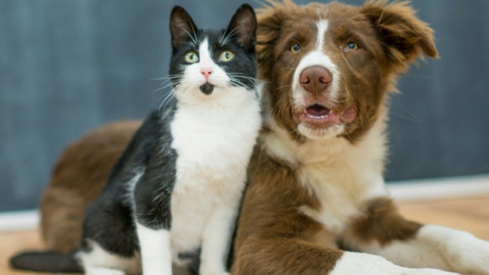 Regali per amici a 4 zampe: i più utili