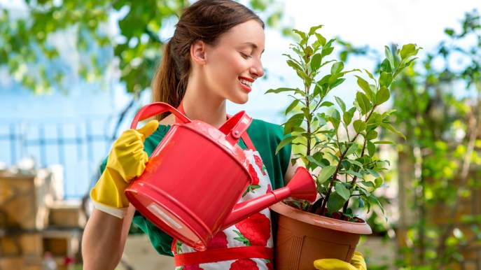 Vacanze: come annaffiare le piante (anche se non ci sei)