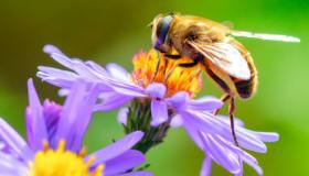 Shock anafilattico: cos’è e quali sono i sintomi