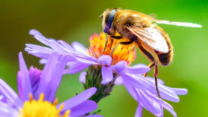 Shock anafilattico: cos’è e quali sono i sintomi
