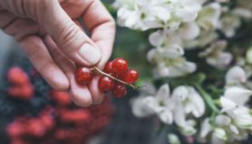 Ribes rossi, un integratore naturale di vitamina C e antiossidanti