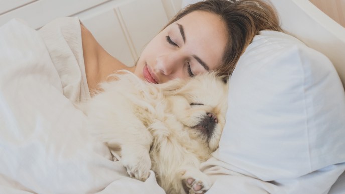 Cani sul letto: sì o no? L’abbiamo chiesto all’esperto