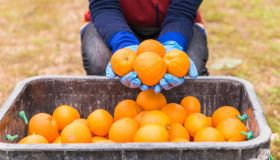 Arance, amiche della salute e della dieta
