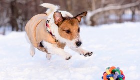 5 consigli per proteggere il cane quando fa freddo