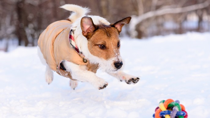 5 consigli per proteggere il cane quando fa freddo