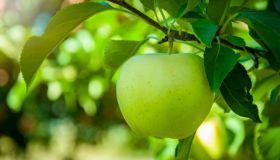 Mela verde: proprietà e benefici per restare in forma