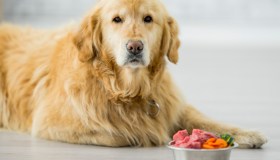 Il vostro cane ha allergie alimentari? Ecco cosa fare