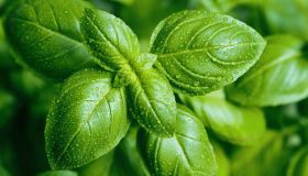 Basilico, l’erba aromatica perfetta per l’estate e per la salute