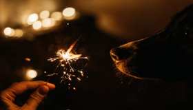I cani e la paura dei botti di Capodanno