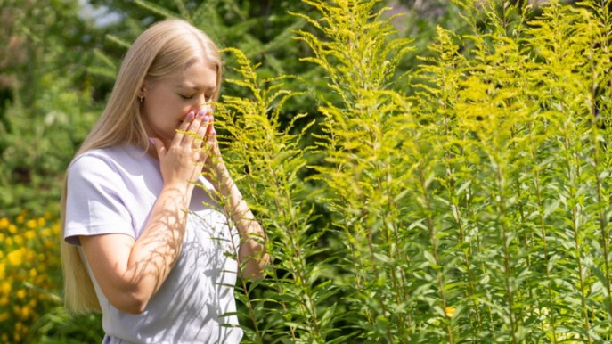 Allergia all’ambrosia: quali sono i sintomi e i rimedi naturali