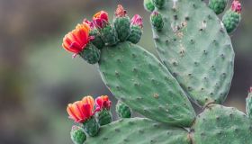 Nopal, benefici, proprietà e come integralo se sei a dieta