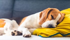 Anche i cani sognano: alla scoperta del mondo onirico dei nostri amici pelosi