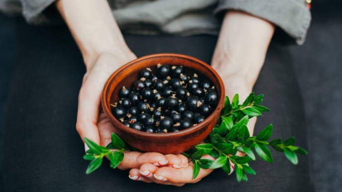 Maqui: è davvero il frutto dell’eterna giovinezza?