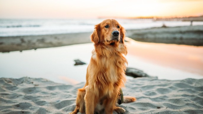 Perché non si devono tosare i cani quando fa caldo