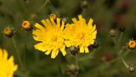 Pilosella: proprietà, benefici e a cosa serve