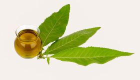 Olio di canfora: proprietà, usi e benefici