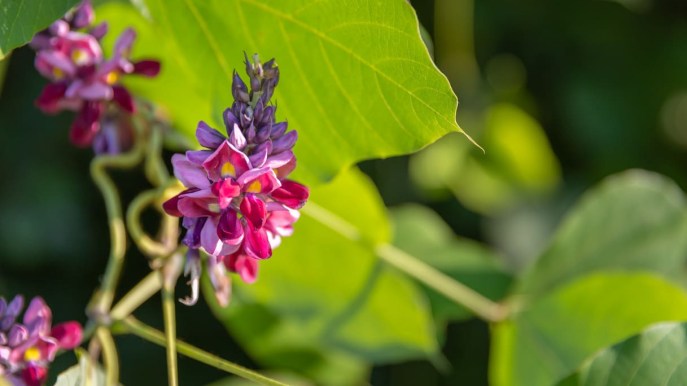 Le proprietà benefiche del Kudzu