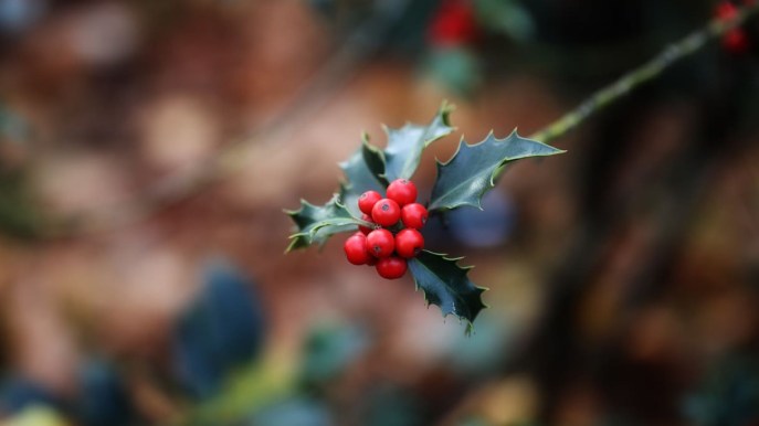 Tutte le proprietà benefiche del vischio