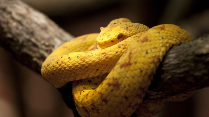 Sognare il serpente: le possibili letture psicologiche