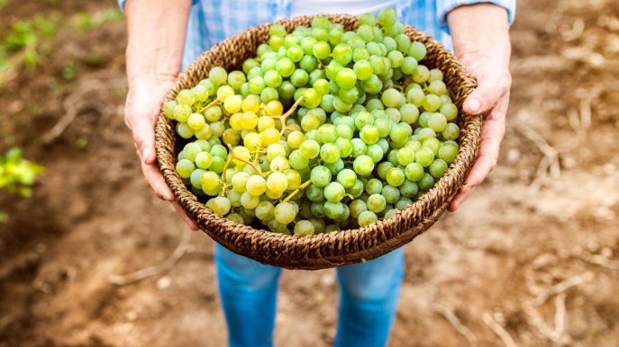 Uva: ricca di benefici e preziosa per il benessere, anche a dieta