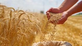 Grano, contrastare l’effetto dannoso del glutine: il parere dell’esperto