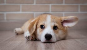 Quanto costa avere un cane: tutti gli aspetti da considerare prima di prenderne uno