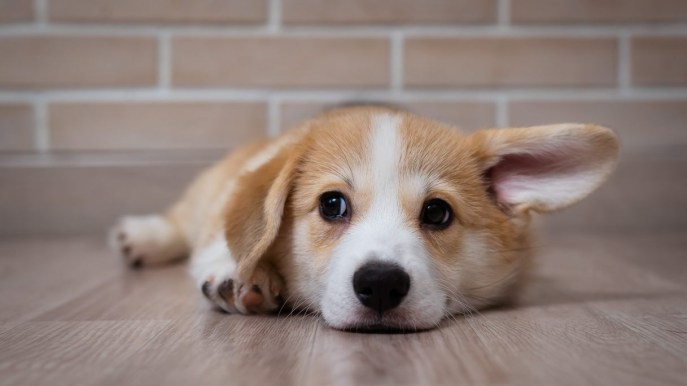 Quanto costa avere un cane: tutti gli aspetti da considerare prima di prenderne uno