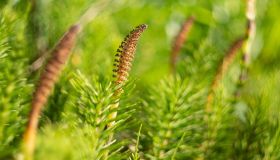 Equiseto, combattere naturalmente la ritenzione idrica