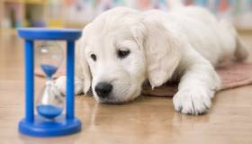 I cani hanno la cognizione del tempo?