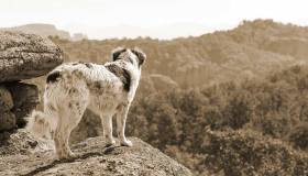 Quando il cane se ne va per sempre: la leggenda del Ponte dell’Arcobaleno