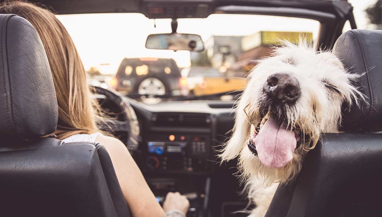 Cosa portare quando si parte con il cane