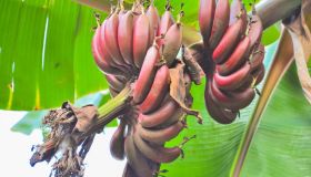 Tieni sotto controllo la pressione con le banane rosse