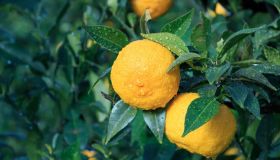 Yuzu: il frutto che arriva dal Sol Levante