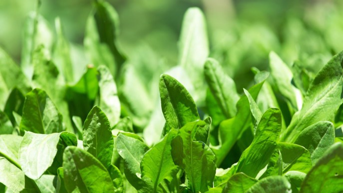 Acetosa, l’erba ricca di vitamine contro la calura