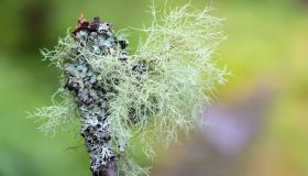 Dal bosco a casa tua: il potenziale terapeutico dell’usnea
