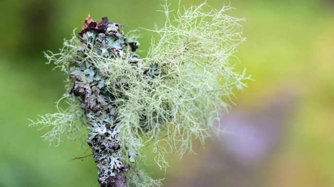 Dal bosco a casa tua: il potenziale terapeutico dell’usnea