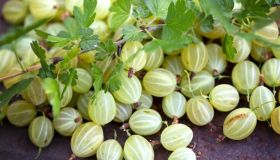 Uva spina, l’amica della dieta che uva non è