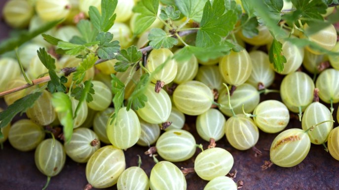 Uva spina, l’amica della dieta che uva non è