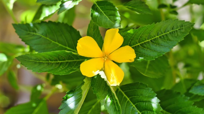 Damiana per migliorare la libido e antidepressivo naturale