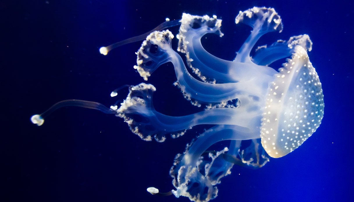 Meduse, ricci e pesci pericolosi: pronto soccorso al mare