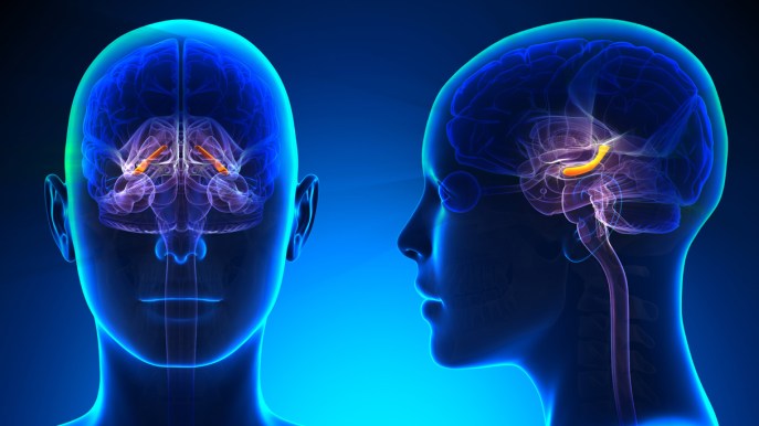 Come funziona la memoria: perché ricordiamo o dimentichiamo