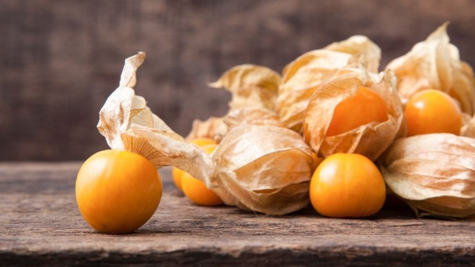 Alchechengi, fai il pieno di vitamine e rafforzi il sistema immunitario