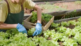 Lattuga: benefici e proprietà di una verdura alleata della dieta