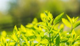 Cedrina, l’erba digestiva e detox che non conoscevi