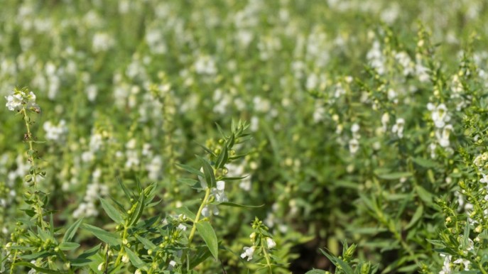 La santoreggia nella dieta per il colesterolo: benefici e consigli