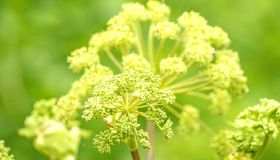 Prevenzione del diabete, scopri i benefici dell’arcangelica