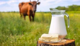 Latte di bufala, perché ce lo invidiano negli USA
